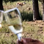 IMG_5013-501604840953115